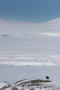 Moschusochse im Dovrefjell, Norwegen